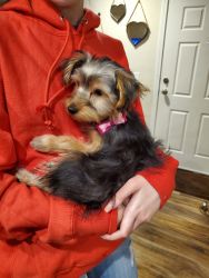 4 mth old Yorkie