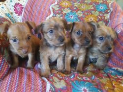 Jorkie Puppies For Sale