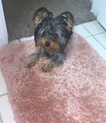 8 month old yorkie