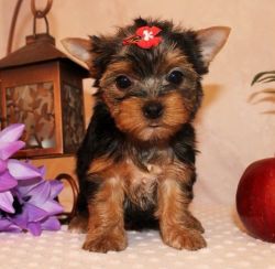Adorable AKC Puppies of Yorkshire Terrier