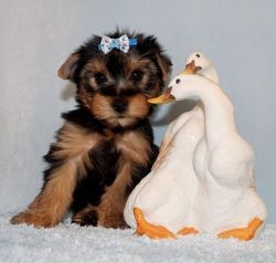 Great AKC Yorkshire Terrier Puppies Available
