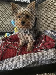 Loving Yorkie that needs a home