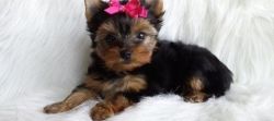 Awesome Teacup Yorkshire Terrier Puppies Available