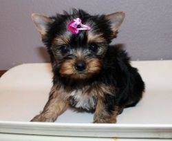 Awesome M/F Yorkshire Terrier Puppies
