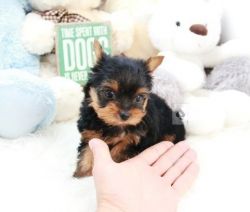 AKC Micro T-cup Yorkie Puppies.