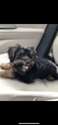 Puppy Yorkie for sale