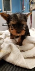 8 week old Yorkie Puppies available now