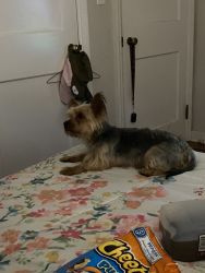 1 year old Yorkie