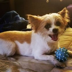Yorkie/Long Haired Chi Mix