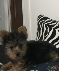 Akc pure breed yorkie puppy male