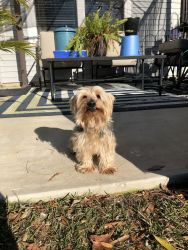 Wanting to sell our 11 year old, male Yorkie