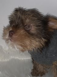 Male chocolate yorkie for sale