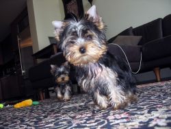 AKC register Yorkie puppies for Sale