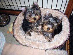 Charming Female and Male Yorkie puppies Available