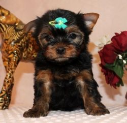 Awesome Reg. Yorkshire Terrier Puppies Available