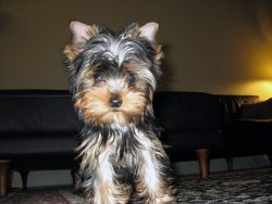 12 week old AKC register Female and Male Tea Cup Yorkie puppies!