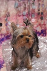 Yorkshire Terrier - Gucci - Female