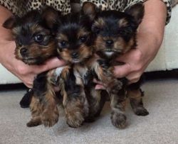 free Yorkie puppies