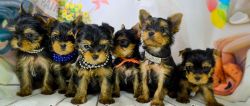 Yorkie puppies for free