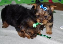 Gorgeous Yorkshire Terrier puppies available!
