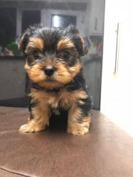 Gorgeous Yorkshire Terrier Puppies For Sale