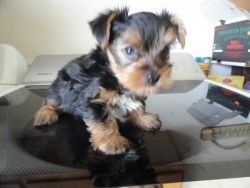 Yorki puppy for sale
