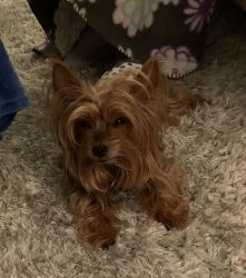 Pure Bred Yorkie For Sale