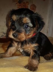 Teacup Yorkie Puppies For Sale.