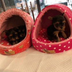 For Sale 3 Beautiful Puppies