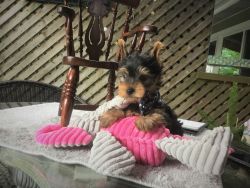 Yorkshire Terrier AKC, Champion Bloodline Male- TINY!