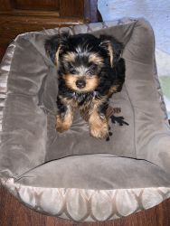 CKC MALE YORKIE PUP FOR SALE