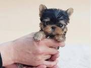 Full Blooded Yorkie girl Puppies with blue eyes