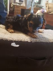 AKC Yorkie puppies for sale