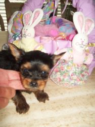 Snoopy Purebred Registered Yorkie Male