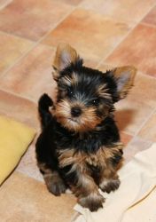 yorkie pups for a new home
