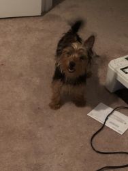 6 month old Beautiful active Yorkie