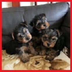 A Cute Yorkie Puppies Available