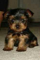 Yorkie puppies very active and lovely