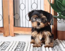 AKC Yorkshire Terrier (Yorkie) for sale
