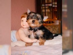 Cute and lovely Yorkie puppies