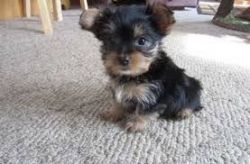 Cute Yorkshire Terrier Puppies.