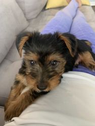Purebreed Yorkie Puppy for Sale
