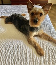 1 yr old Male Yorkie for Sale
