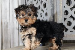 Mia – Magnificent Yorkie ready for a new home