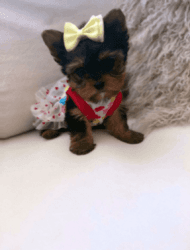 teacup yorkie puppies availlable