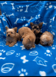 cute and affordable Yorkie puppies