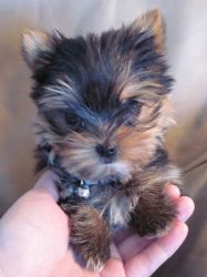 Yorkie puppies for adoption