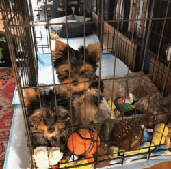 Gorgeous Male Yorkie puppies