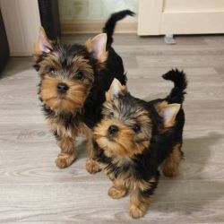 Adorable Yorkie puppies available