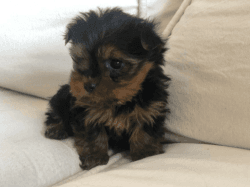cute yorkie puppies available